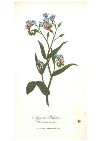 Reproducción/Reproduction 7166311439: The illustrated botany :. New York :J.K. Wellman,1846-1847.