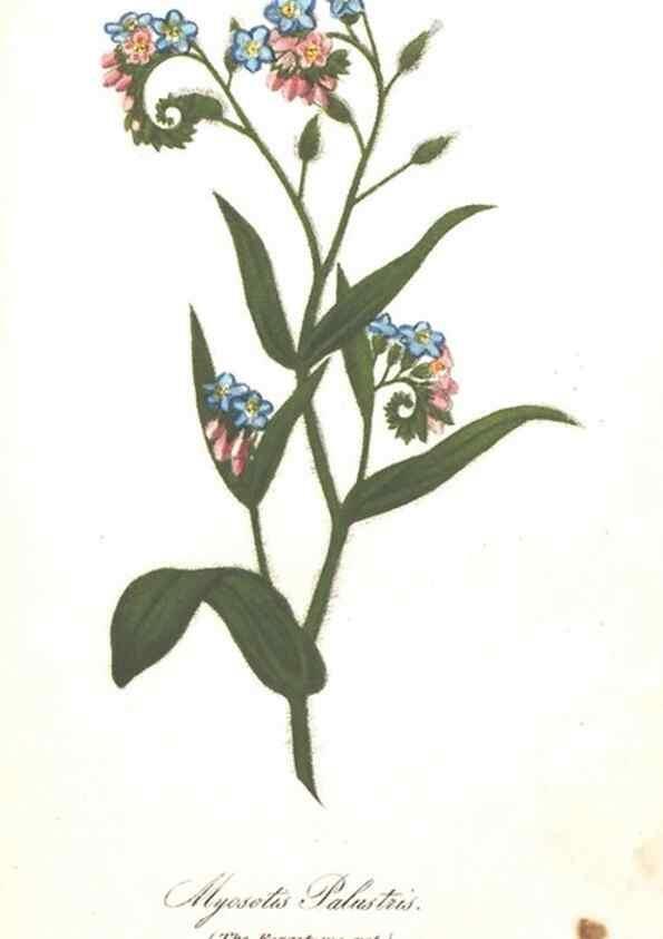 Reproducción/Reproduction 7166311439: The illustrated botany :. New York :J.K. Wellman,1846-1847.