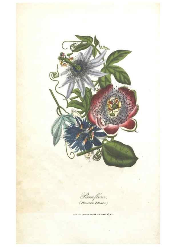 Reproducción/Reproduction 7351521812: The illustrated botany :. New York :J.K. Wellman,1846-1847.