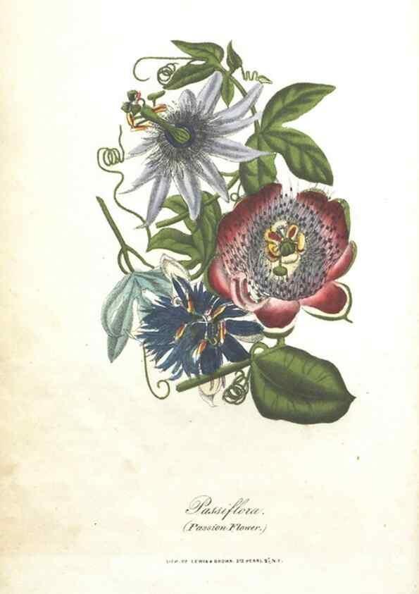 Reproducción/Reproduction 7351521812: The illustrated botany :. New York :J.K. Wellman,1846-1847.