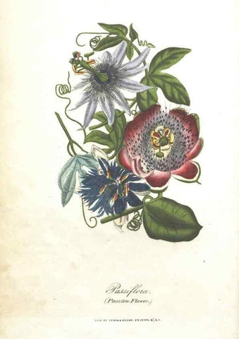 Reproducción/Reproduction 7351521812: The illustrated botany :. New York :J.K. Wellman,1846-1847.