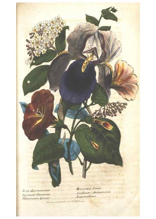 Reproducción/Reproduction 7166336683: The illustrated botany :. New York :J.K. Wellman,1846-1847.