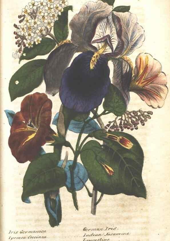 Reproducción/Reproduction 7166336683: The illustrated botany :. New York :J.K. Wellman,1846-1847.