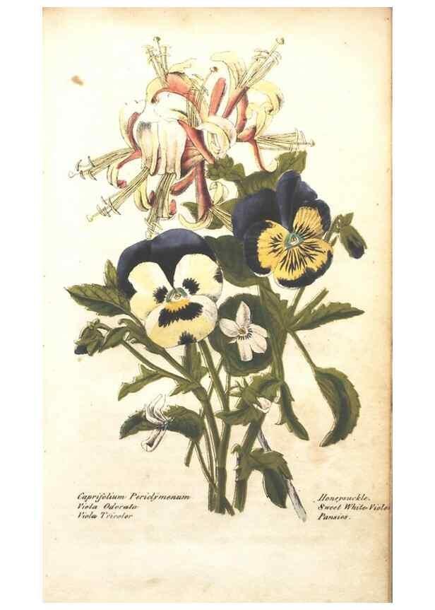 Reproducción/Reproduction 7351522426: The illustrated botany :. New York :J.K. Wellman,1846-1847.