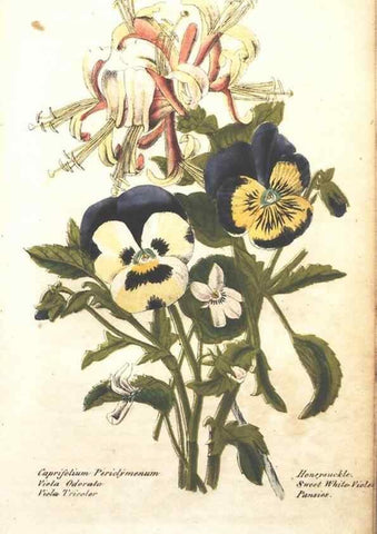 Reproducción/Reproduction 7351522426: The illustrated botany :. New York :J.K. Wellman,1846-1847.