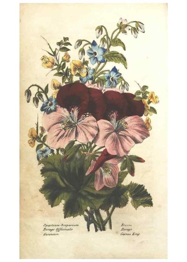Reproducción/Reproduction 7351523774: The illustrated botany :. New York :J.K. Wellman,1846-1847.