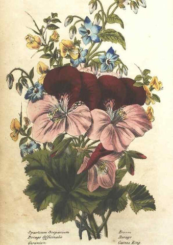 Reproducción/Reproduction 7351523774: The illustrated botany :. New York :J.K. Wellman,1846-1847.