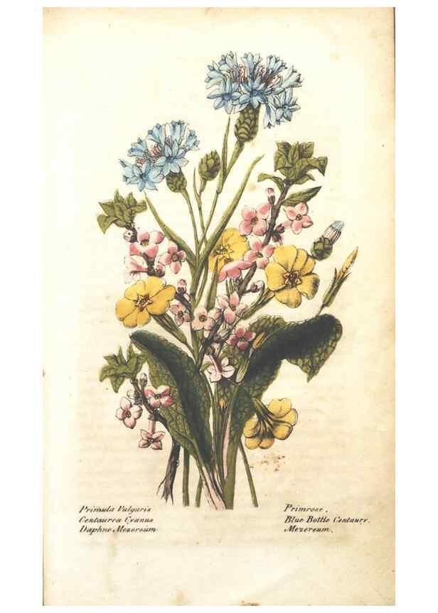 Reproducción/Reproduction 7166314809: The illustrated botany :. New York :J.K. Wellman,1846-1847.
