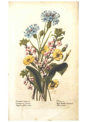 Reproducción/Reproduction 7166314809: The illustrated botany :. New York :J.K. Wellman,1846-1847.