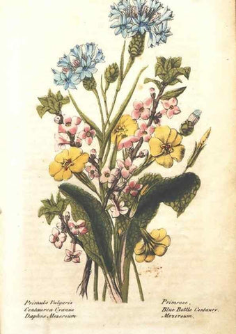 Reproducción/Reproduction 7166314809: The illustrated botany :. New York :J.K. Wellman,1846-1847.