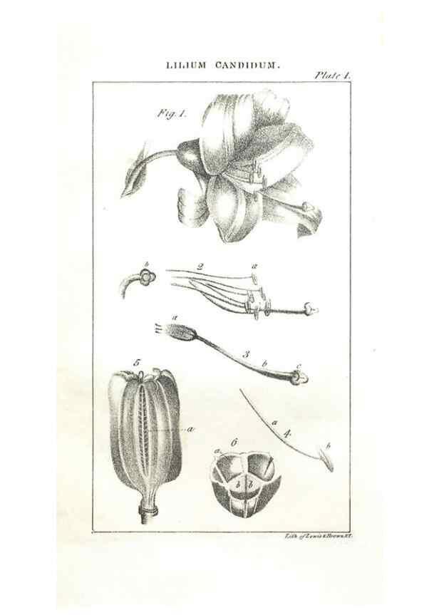 Reproducción/Reproduction 7166315469: The illustrated botany :. New York :J.K. Wellman,1846-1847.
