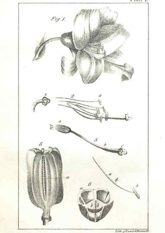Reproducción/Reproduction 7166315469: The illustrated botany :. New York :J.K. Wellman,1846-1847.