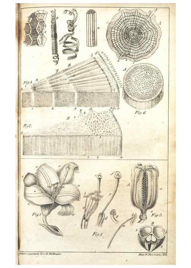 Reproducción/Reproduction 7351526316: The illustrated botany :. New York :J.K. Wellman,1846-1847.