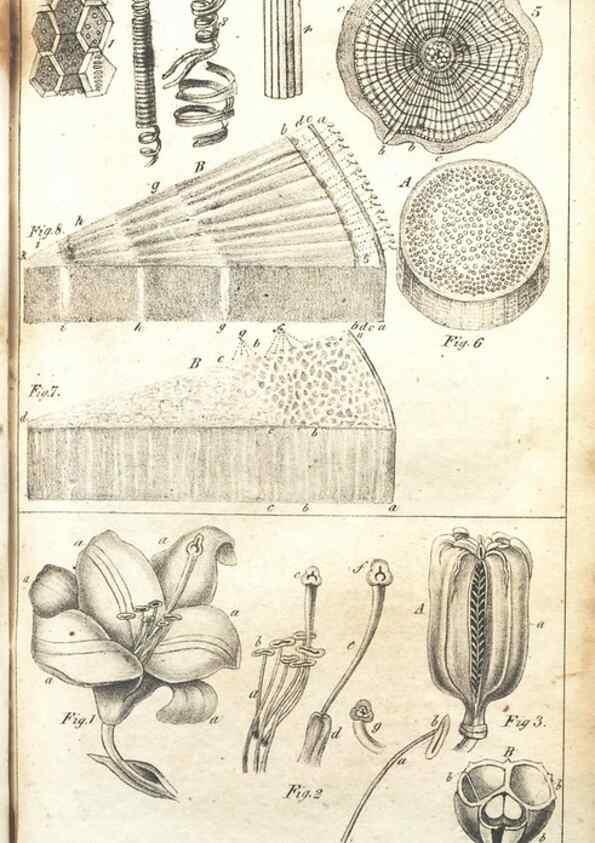 Reproducción/Reproduction 7351526316: The illustrated botany :. New York :J.K. Wellman,1846-1847.
