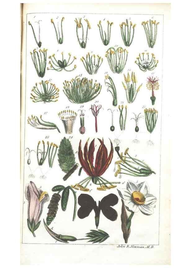 Reproducción/Reproduction 7166317493: The illustrated botany :. New York :J.K. Wellman,1846-1847.