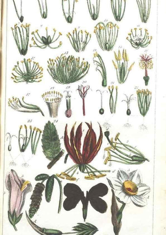 Reproducción/Reproduction 7166317493: The illustrated botany :. New York :J.K. Wellman,1846-1847.