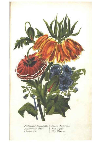 Reproducción/Reproduction 7351527978: The illustrated botany :. New York :J.K. Wellman,1846-1847.