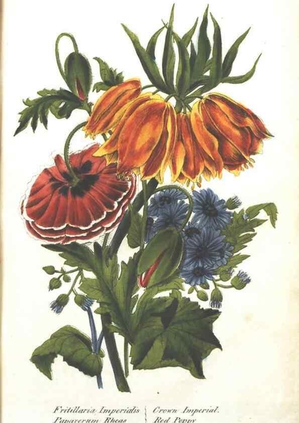Reproducción/Reproduction 7351527978: The illustrated botany :. New York :J.K. Wellman,1846-1847.