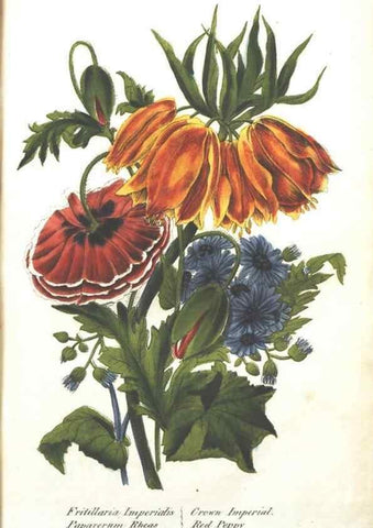 Reproducción/Reproduction 7351527978: The illustrated botany :. New York :J.K. Wellman,1846-1847.