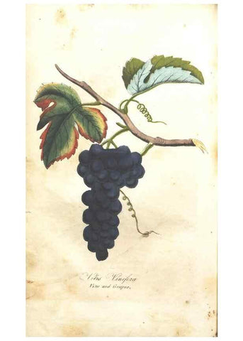 Reproducción/Reproduction 7166319045: The illustrated botany :. New York :J.K. Wellman,1846-1847.