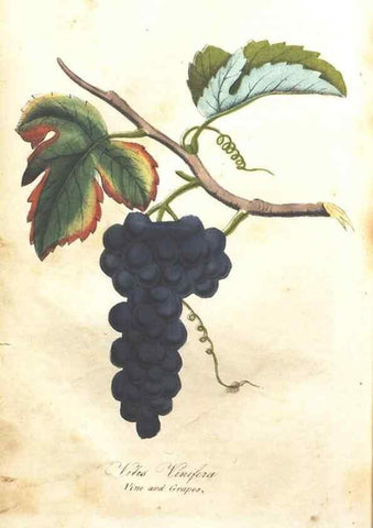 Reproducción/Reproduction 7166319045: The illustrated botany :. New York :J.K. Wellman,1846-1847.