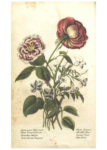Reproducción/Reproduction 7351523082: The illustrated botany :. New York :J.K. Wellman,1846-1847.