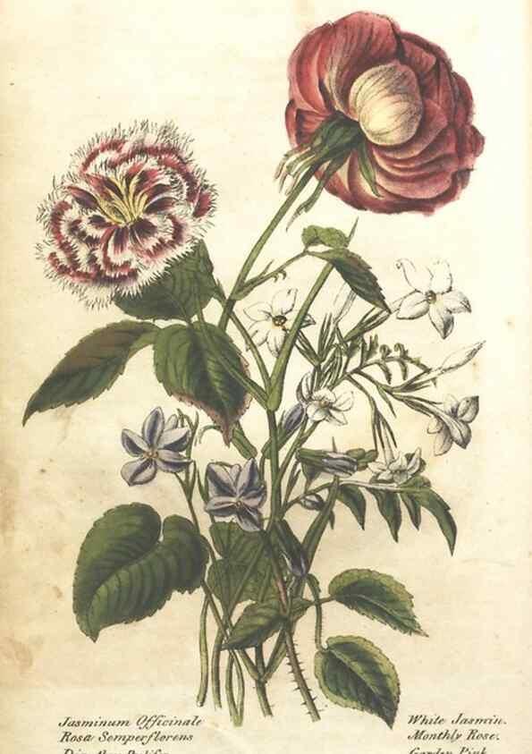 Reproducción/Reproduction 7351523082: The illustrated botany :. New York :J.K. Wellman,1846-1847.