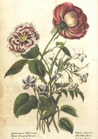 Reproducción/Reproduction 7351523082: The illustrated botany :. New York :J.K. Wellman,1846-1847.
