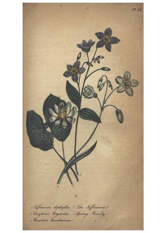 Reproducción/Reproduction 7351621866: The illustrated botany :. New York :J.K. Wellman,1846-1847.