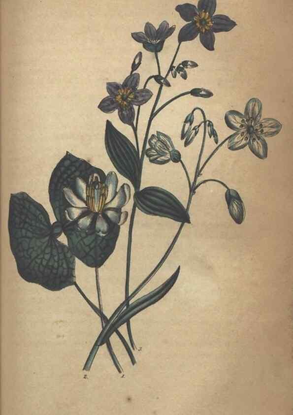 Reproducción/Reproduction 7351621866: The illustrated botany :. New York :J.K. Wellman,1846-1847.
