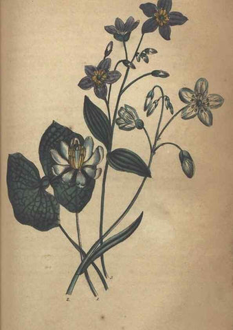 Reproducción/Reproduction 7351621866: The illustrated botany :. New York :J.K. Wellman,1846-1847.