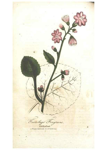 Reproducción/Reproduction 7166337559: The illustrated botany :. New York :J.K. Wellman,1846-1847.