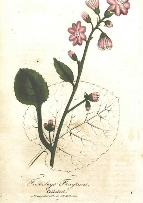 Reproducción/Reproduction 7166337559: The illustrated botany :. New York :J.K. Wellman,1846-1847.
