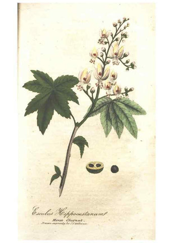 Reproducción/Reproduction 7166339137: The illustrated botany :. New York :J.K. Wellman,1846-1847.