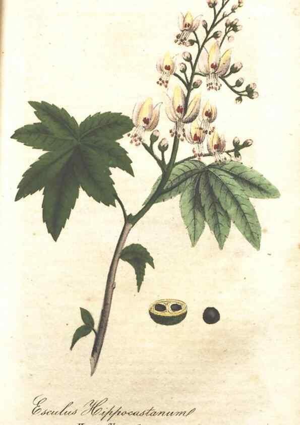 Reproducción/Reproduction 7166339137: The illustrated botany :. New York :J.K. Wellman,1846-1847.