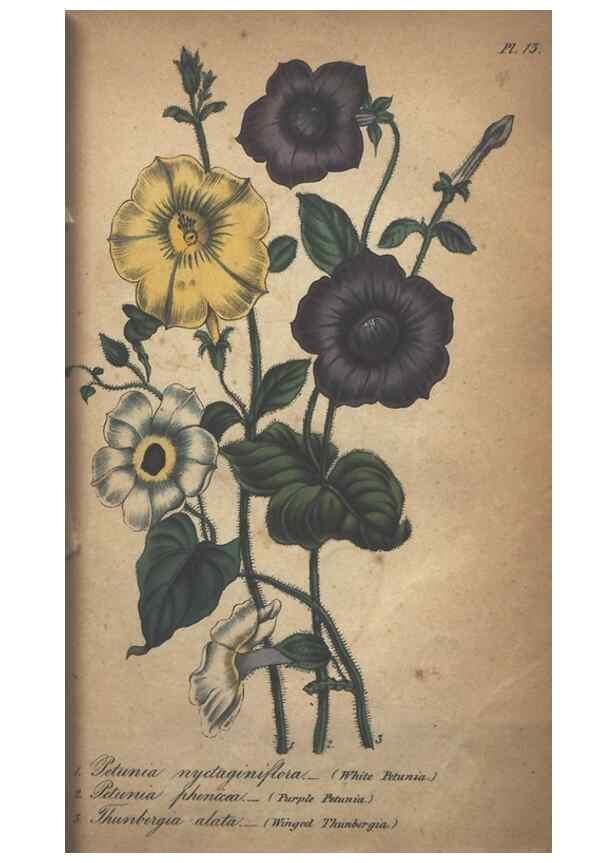 Reproducción/Reproduction 7351604240: The illustrated botany :. New York :J.K. Wellman,1846-1847.