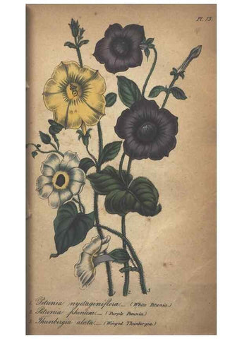 Reproducción/Reproduction 7351604240: The illustrated botany :. New York :J.K. Wellman,1846-1847.