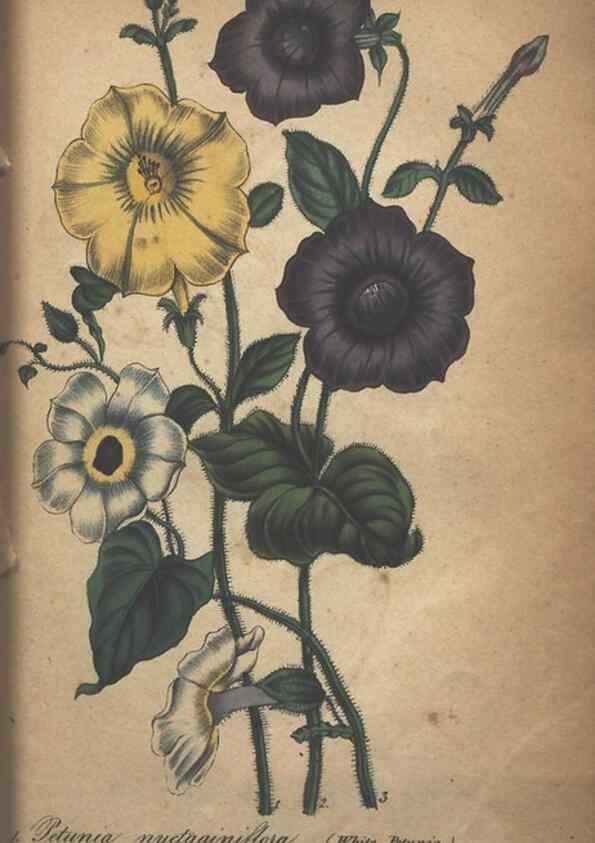 Reproducción/Reproduction 7351604240: The illustrated botany :. New York :J.K. Wellman,1846-1847.