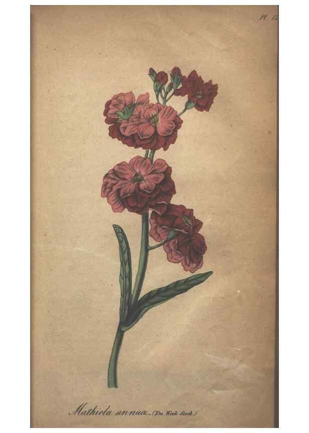 Reproducción/Reproduction 7351604922: The illustrated botany :. New York :J.K. Wellman,1846-1847.