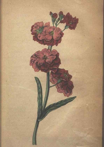 Reproducción/Reproduction 7351604922: The illustrated botany :. New York :J.K. Wellman,1846-1847.