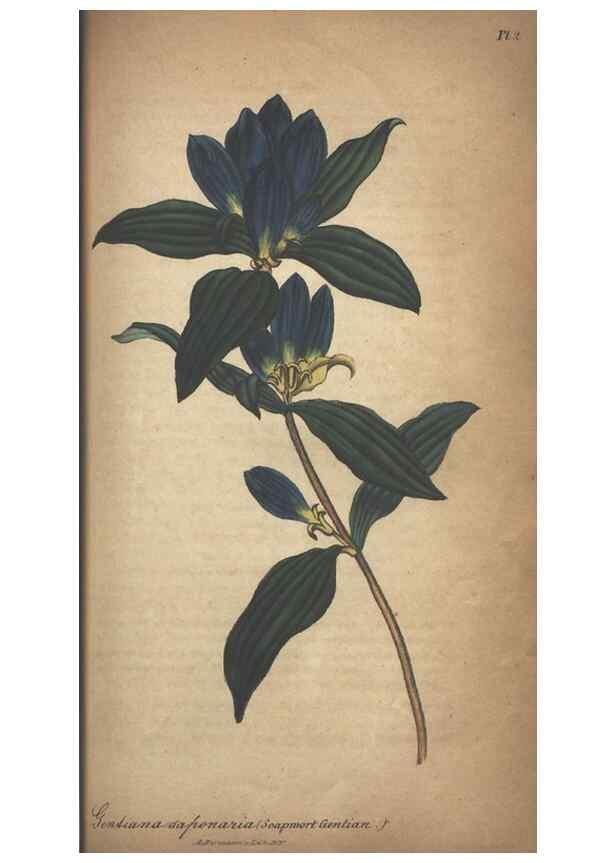 Reproducción/Reproduction 7351608400: The illustrated botany :. New York :J.K. Wellman,1846-1847.