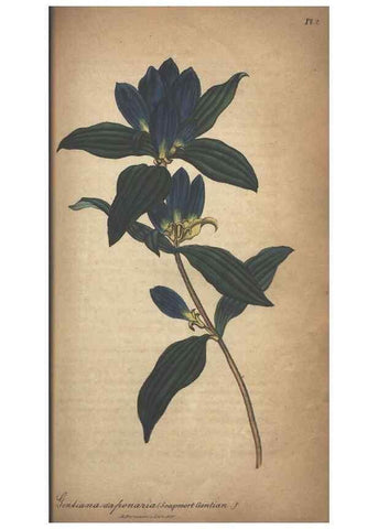 Reproducción/Reproduction 7351608400: The illustrated botany :. New York :J.K. Wellman,1846-1847.
