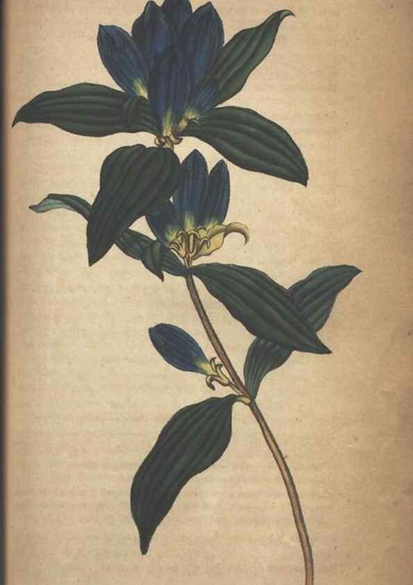 Reproducción/Reproduction 7351608400: The illustrated botany :. New York :J.K. Wellman,1846-1847.