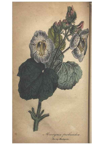 Reproducción/Reproduction 7166399589: The illustrated botany :. New York :J.K. Wellman,1846-1847.