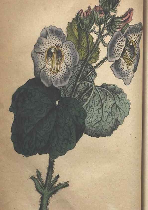 Reproducción/Reproduction 7166399589: The illustrated botany :. New York :J.K. Wellman,1846-1847.