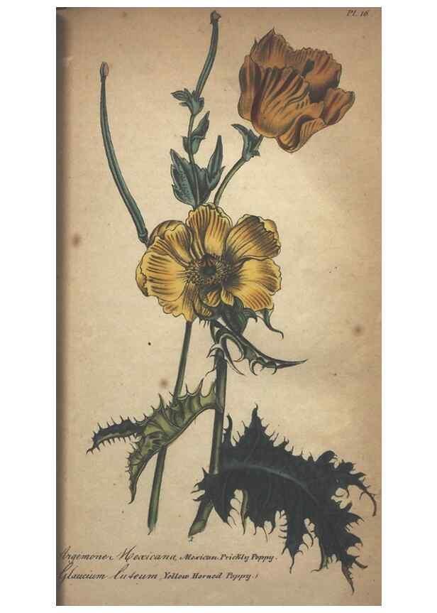 Reproducción/Reproduction 7166400503: The illustrated botany :. New York :J.K. Wellman,1846-1847.