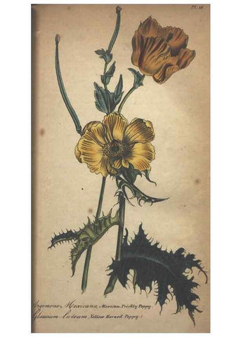 Reproducción/Reproduction 7166400503: The illustrated botany :. New York :J.K. Wellman,1846-1847.