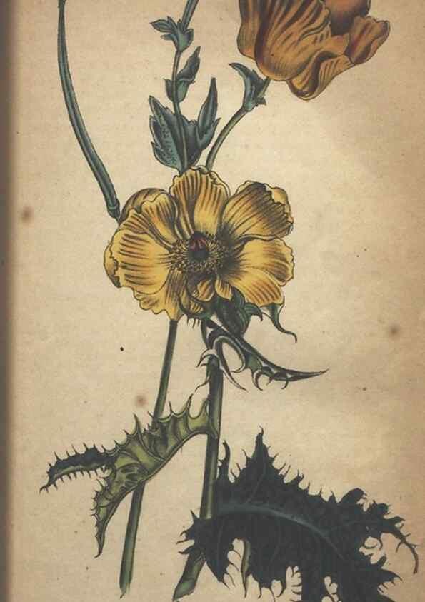 Reproducción/Reproduction 7166400503: The illustrated botany :. New York :J.K. Wellman,1846-1847.