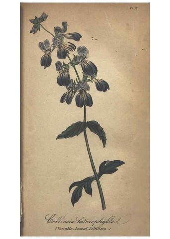 Reproducción/Reproduction 7351610848: The illustrated botany :. New York :J.K. Wellman,1846-1847.