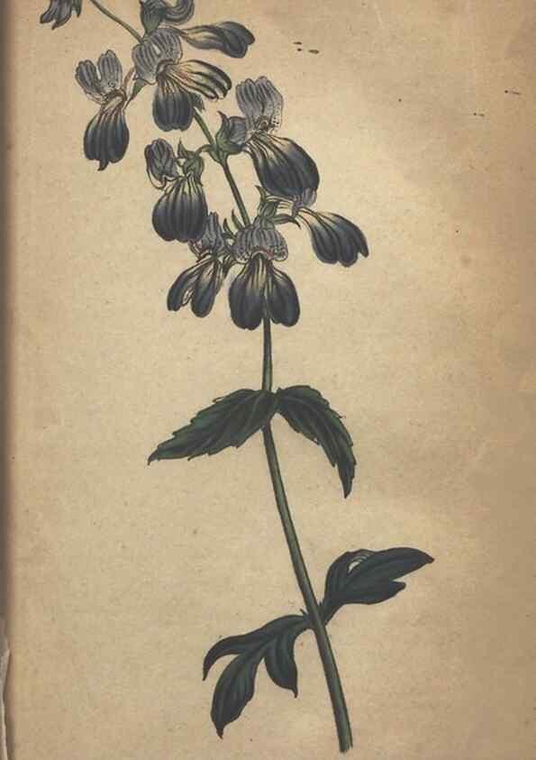 Reproducción/Reproduction 7351610848: The illustrated botany :. New York :J.K. Wellman,1846-1847.